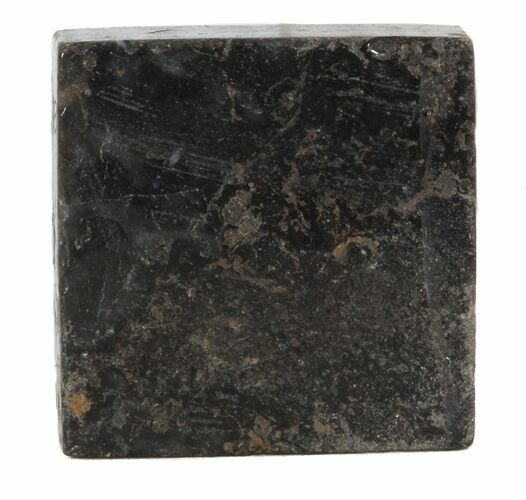 Rhynie Chert - Early Devonian Vascular Plant Fossils #44262